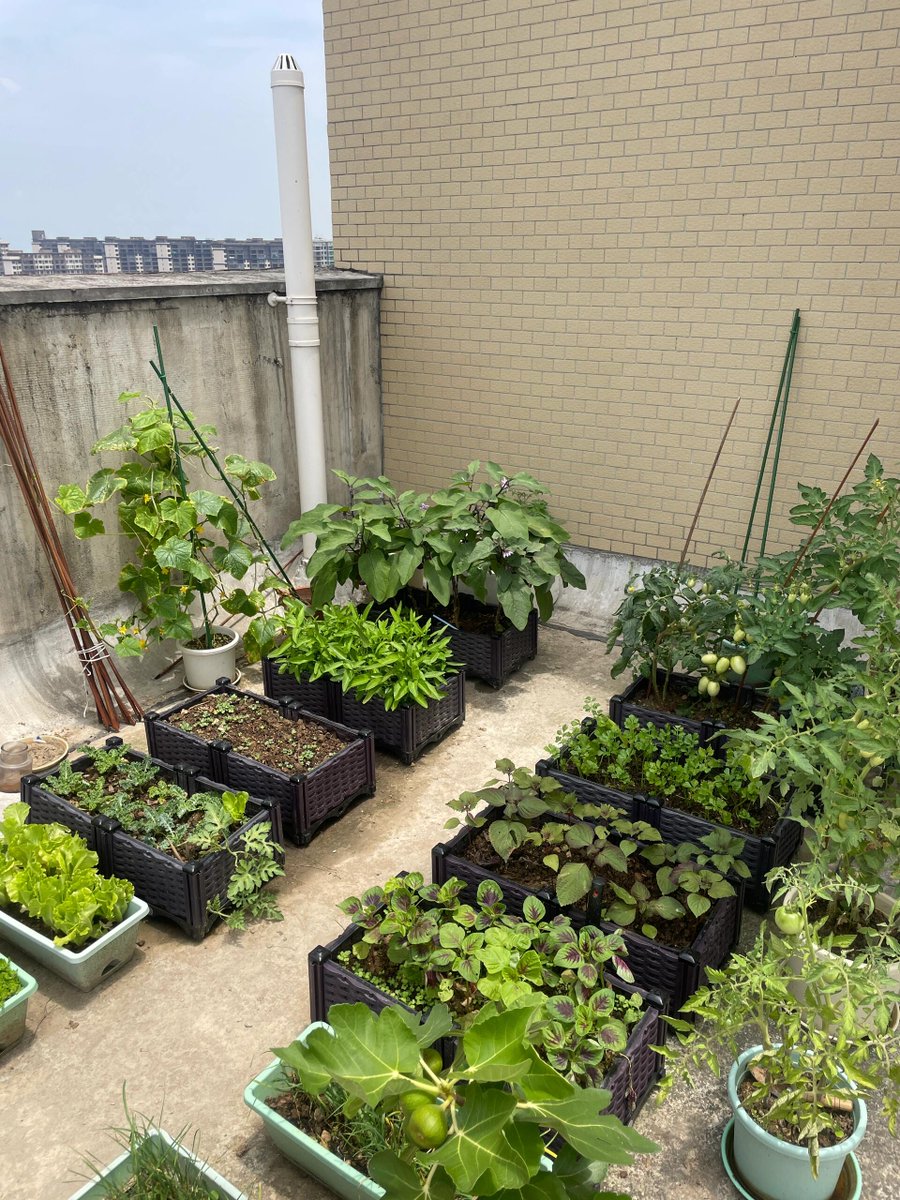 shafi4357's tweet photo. Tried the new urban rooftop gardening kit—growing my own veggies while enjoying city views is such a refreshing daily vibe!， https://t.co/E5drI77h5E