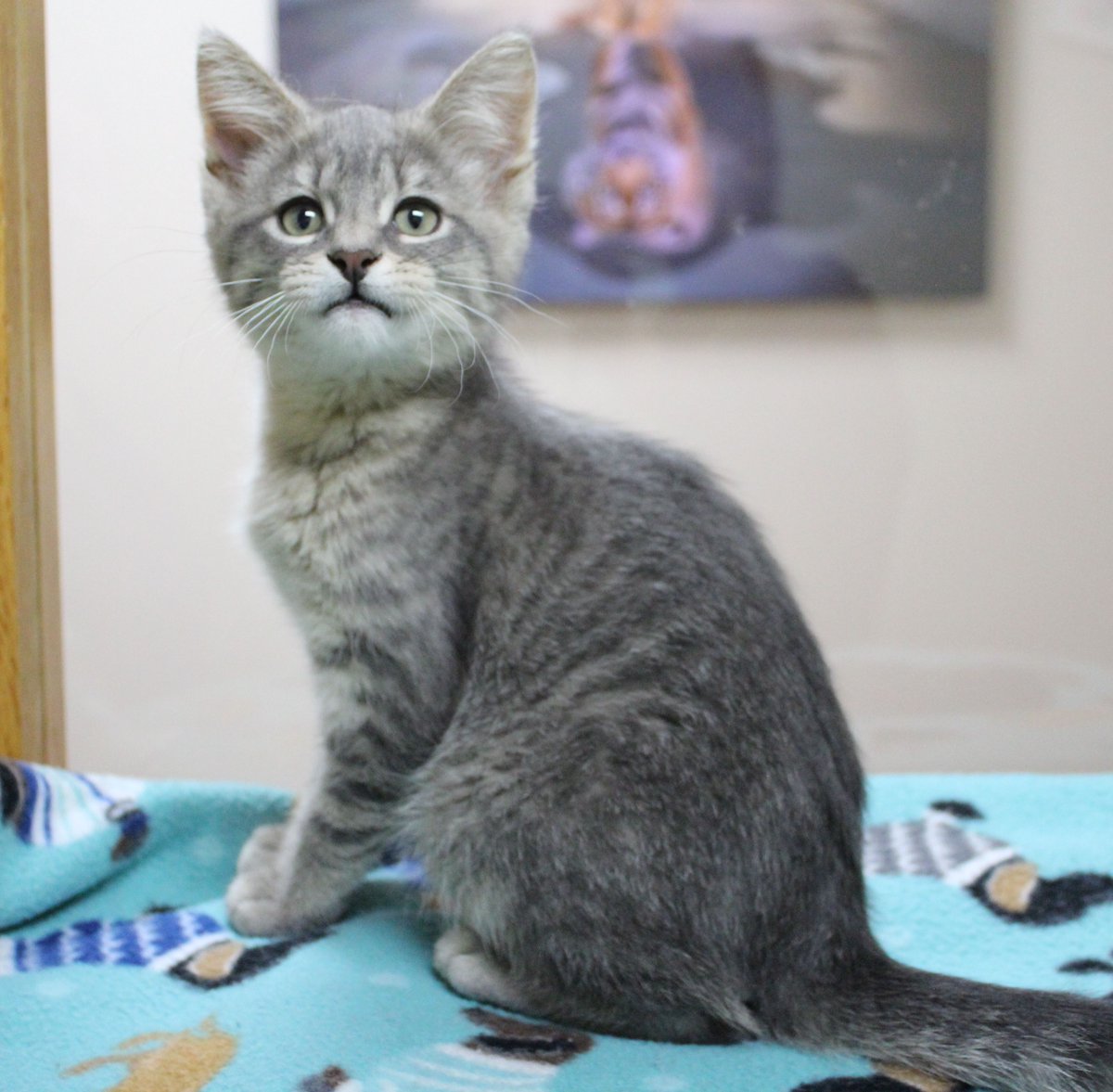 ColCoHumaneWI's tweet photo. Mika 2 1/2 months old female kitten
#kittens  #adoptdontshop https://t.co/xwvqvfvUBV