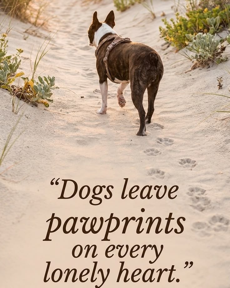 sylviahounds1's tweet photo. Dogs always leave paws print🐾🥰
https://t.co/PrF1nkoOMb https://t.co/3DoN4fvoWI