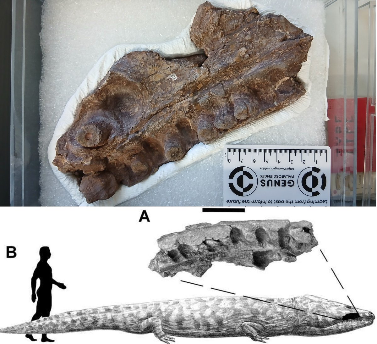 PaleonewsFrance's tweet photo. The Precious of Lesotho, a jaw fragment of a giant temnospondyl amphibian that roamed Southern Africa in the late Triassic-Early Jurassic. #fossilfriday 
Its name comes from Gollum, from the LOTR, who's author was born in the neighboring country of South Africa, in Bloemfontein. https://t.co/kV88vLkhDl