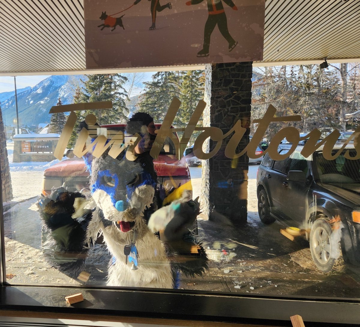 AuroraWusky69's tweet photo. Eco has discovered were the delicious doughnuts 🍩 are coming from 

#fursuit_friday #FursuitFriday #furryfandom #timhortons https://t.co/Y9cD4NMLzu