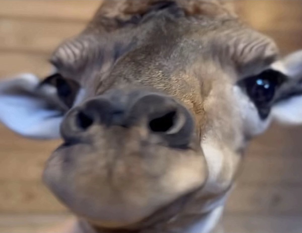 debelpolz's tweet photo. @AMAZlNGNATURE First C-cut giraffe survivor.
15k donated to zoo via fees.
Official plushie.
Animal loving community.
cute AS FUCK.
$Milani 
4ZETTdyBqqJZegJ2YKzuFqCcasDFFdTJ68xfA2F8pump https://t.co/42A3zcrvNO