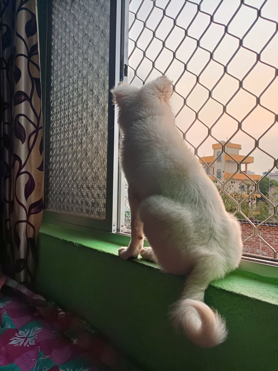 TheBarkingStar's tweet photo. "Some sunsets are meant to be watched with silent paws and a peaceful heart. 🌅🐾"
#Sunset #SunsetLover #Dog #Dogs #DogLife #PuppyLove #WhiteDog #DogsOfX #PetLover #FurryFriend #Nature #EveningVibes  #AnimalLover #DailyDog #Trending #Viral #Apex https://t.co/6QWuEv3U7e