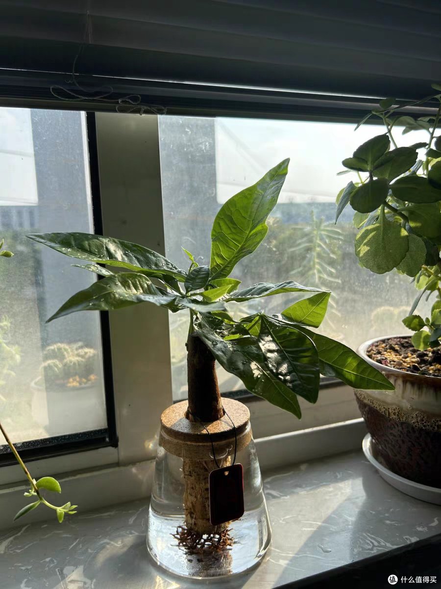telesian64's tweet photo. Just spent 10 mins staring at the office plant, it’s way more interesting than my spreadsheet. https://t.co/Kks94YixzP