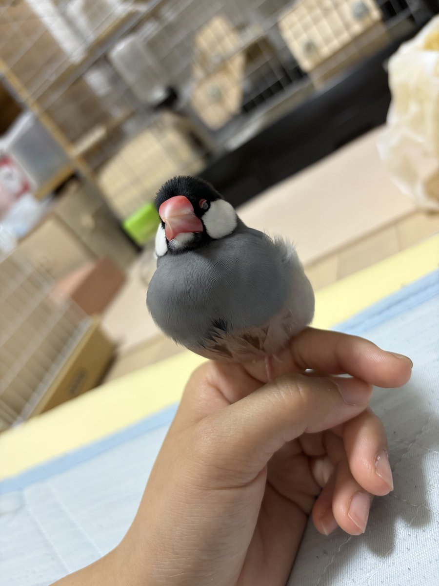 chinchilla_java's tweet photo. お迎え802日
おねんね

 #文鳥
#桜文鳥
#文鳥好きと繋がりたい
#ＴＬに可愛い鳥を流そう https://t.co/SkdMSXNYDb