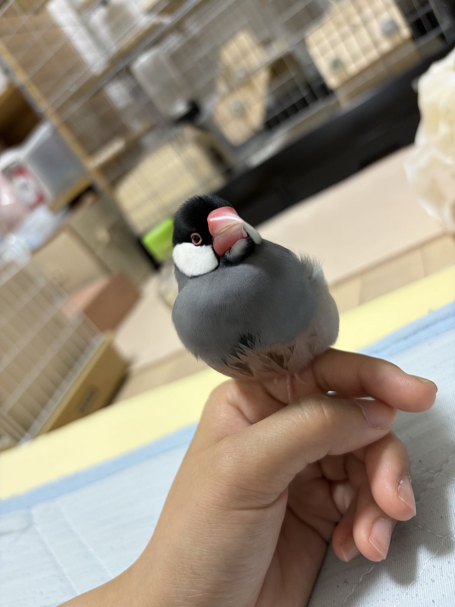 chinchilla_java's tweet photo. お迎え802日
おねんね

 #文鳥
#桜文鳥
#文鳥好きと繋がりたい
#ＴＬに可愛い鳥を流そう https://t.co/SkdMSXNYDb