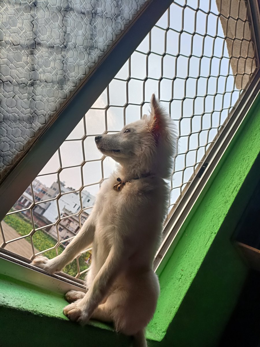 TheBarkingStar's tweet photo. "Eyes on the horizon, heart full of dreams. 🐾✨"
#Dog #Dogs #DogLover #DogLife #DogsOfX #Puppy #PuppyLove #Pet #PetLover #CuteDog #InstaDog #DogPhotography #WhiteDog #FurryFriend #AnimalLover #Petstagram #DailyDog #Viral #Trending #Apex https://t.co/D2QVr1BJ3a