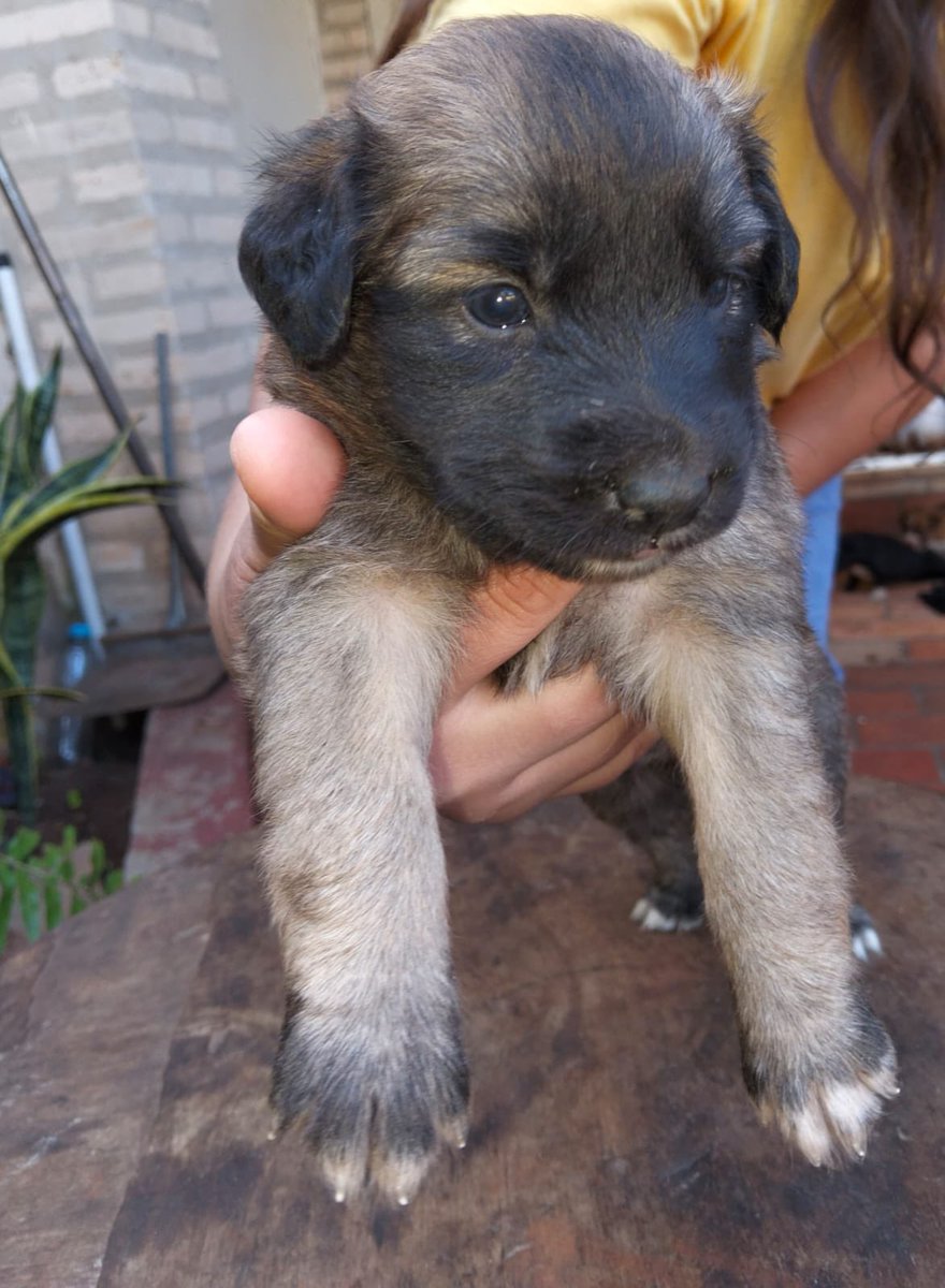 ingecucharita's tweet photo. Hoy es un buen día para que adoptes un perrituuuu🙂‍↕️

Estas chicuelas buscan una familia responsable 🥹 
Rt hasta encontrar un hogar 🏡 🐾🦴 https://t.co/De5gjeRBAO