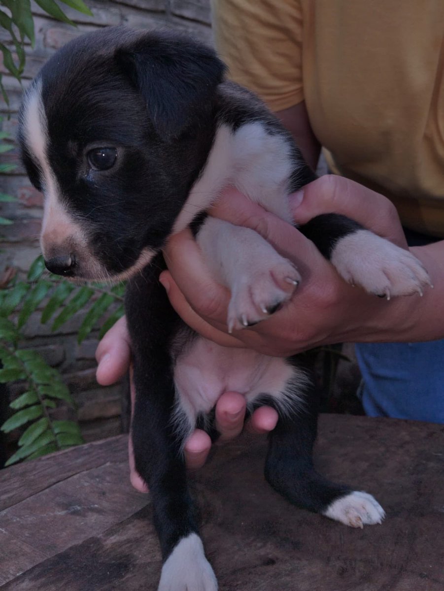 ingecucharita's tweet photo. Hoy es un buen día para que adoptes un perrituuuu🙂‍↕️

Estas chicuelas buscan una familia responsable 🥹 
Rt hasta encontrar un hogar 🏡 🐾🦴 https://t.co/De5gjeRBAO