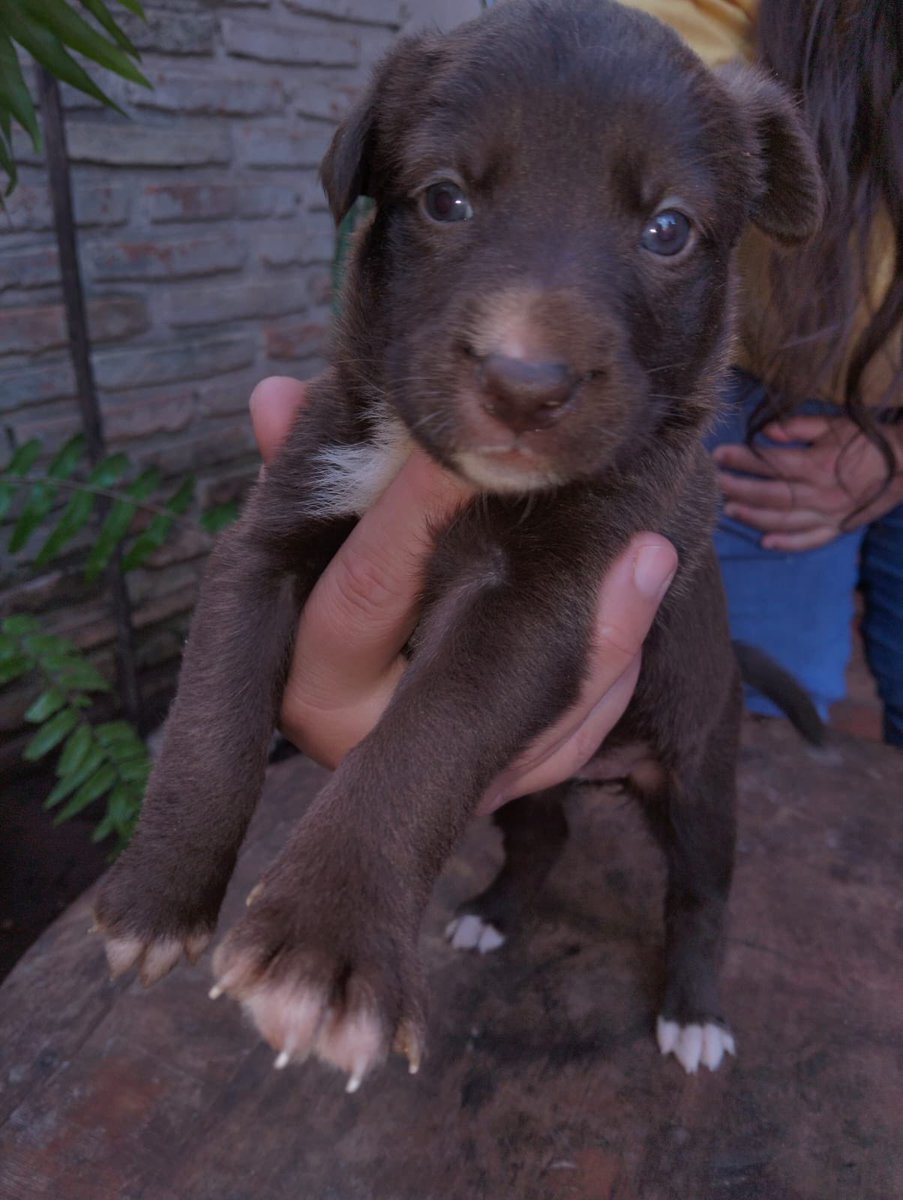 ingecucharita's tweet photo. Hoy es un buen día para que adoptes un perrituuuu🙂‍↕️

Estas chicuelas buscan una familia responsable 🥹 
Rt hasta encontrar un hogar 🏡 🐾🦴 https://t.co/De5gjeRBAO