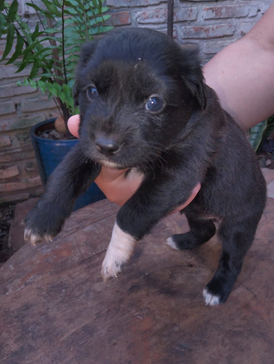 ingecucharita's tweet photo. Hoy es un buen día para que adoptes un perrituuuu🙂‍↕️

Estas chicuelas buscan una familia responsable 🥹 
Rt hasta encontrar un hogar 🏡 🐾🦴 https://t.co/De5gjeRBAO