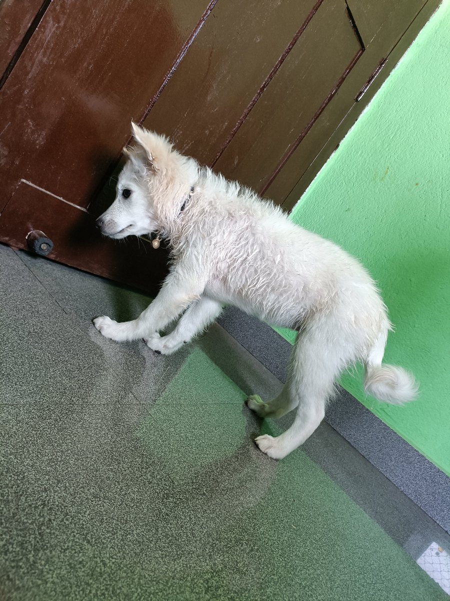 TheBarkingStar's tweet photo. "Messy fur. Happy soul. That's the perfect life. 🐶🤍"
#HappyDog #Dog #Dogs #Puppy #DogLife #PetLife #CuteDog #DogLover #DogsOfTwitter #DogsOfX #WhiteDog #Pawsome #DogPhotography #PetLove #AnimalLover #DailyDog #Trending #Viral #Love #Apex https://t.co/IidKAOckUK