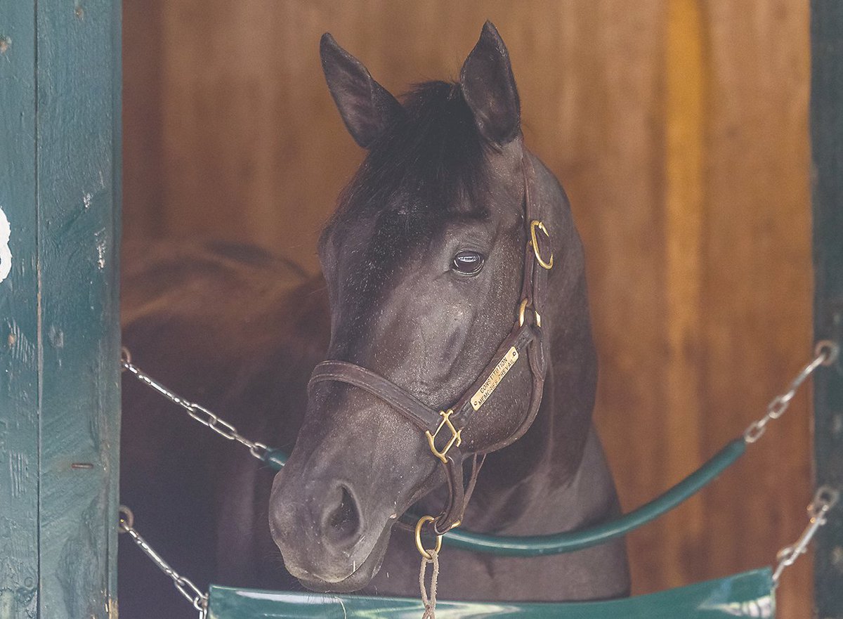 saratogaspecial's tweet photo. It's @Riley_Mott's turn in the hot seat for the first time with the trainer making his Stable Tour debut today, talking to @bySeanClancy about his 15-horse Saratoga string and the lead pony he commandeered from the elder Mott.

@FasigTiptonCo Stable Tour👉https://t.co/CgwviHMQGG https://t.co/cPRgalMa2f