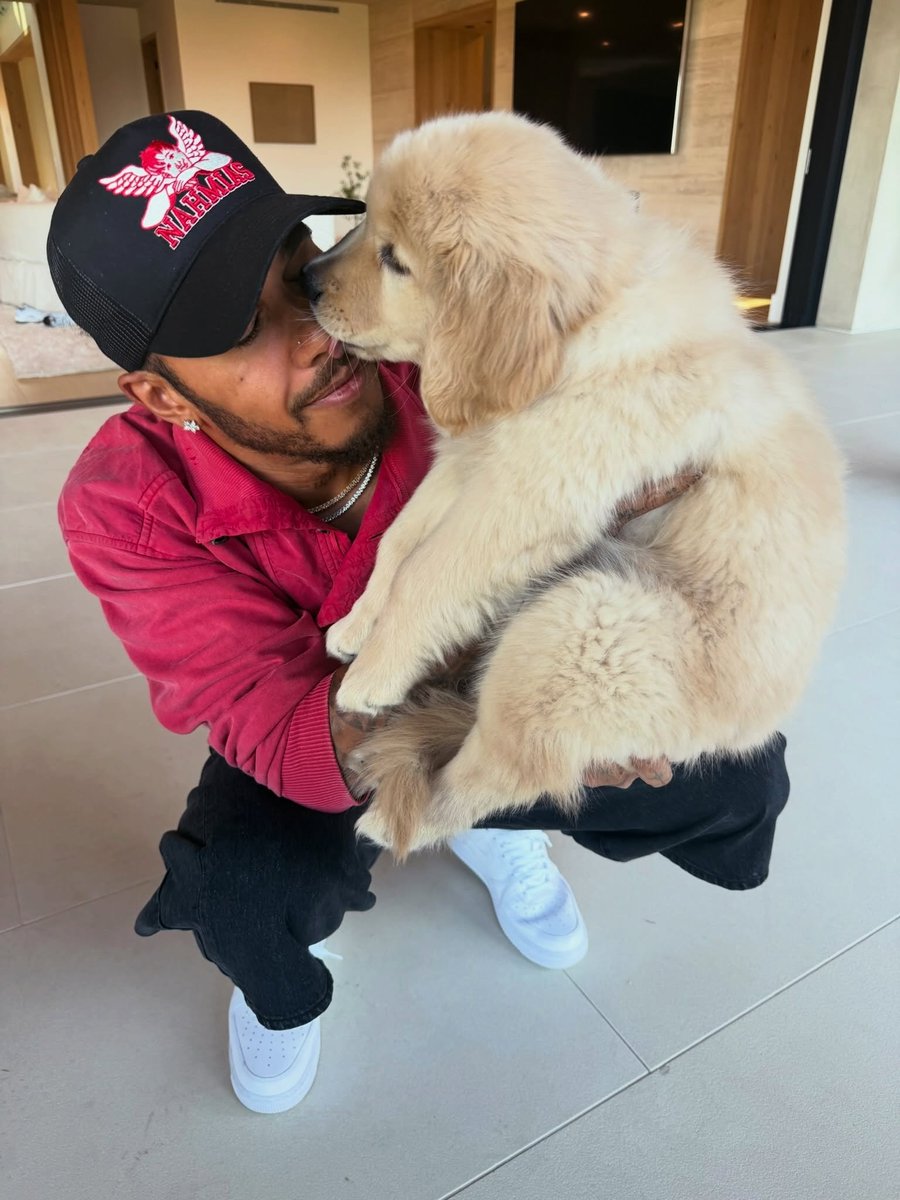 LH44NEWS's tweet photo. Coisa mais fofa a Halo lambendo o nariz do Lewis 🥹💛 https://t.co/FnnkCg0NIg