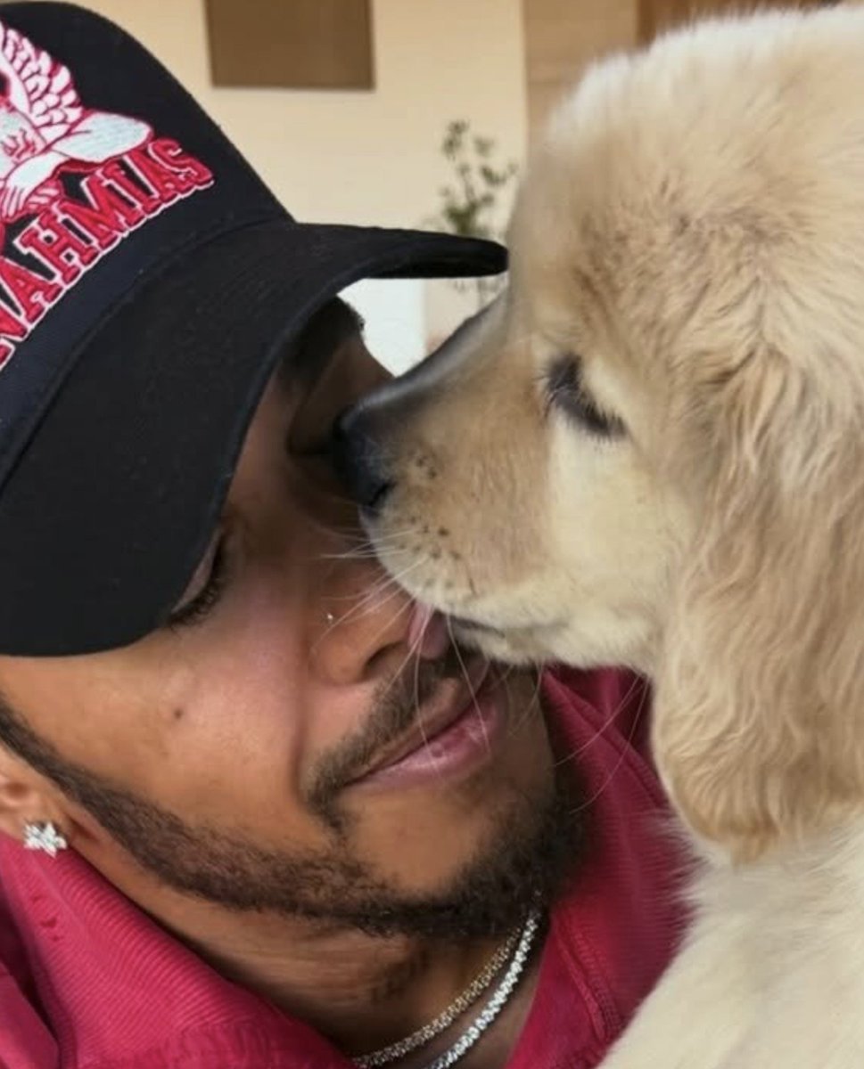 LH44NEWS's tweet photo. Coisa mais fofa a Halo lambendo o nariz do Lewis 🥹💛 https://t.co/FnnkCg0NIg