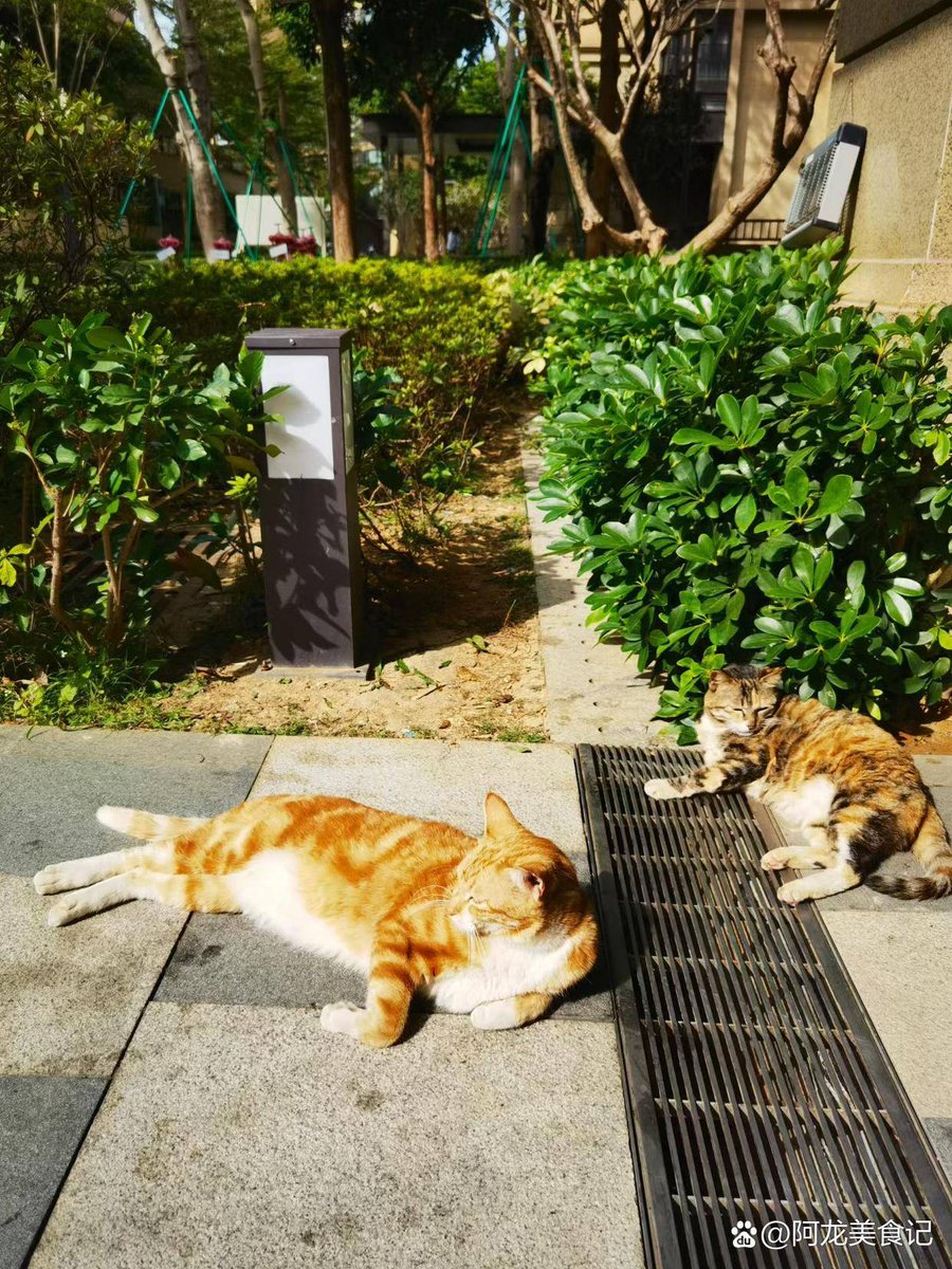 vsang591's tweet photo. Quick street snap: a cat curled up on a sun-warmed bike seat, passersby rushing by in the background. City life’s tiny soft moments hit different. https://t.co/WjaS0UEsWW