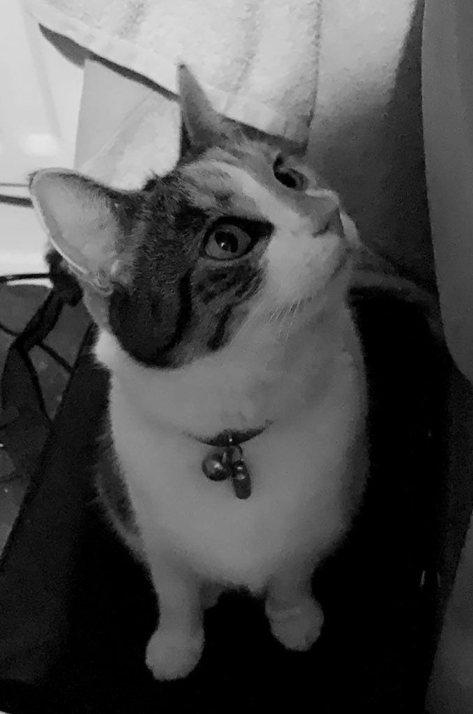 LittleTess3's tweet photo. Happy #catsnoirfriday pals! Hope youโre looking forward to a relaxing weekend! Hugs for ๐ Olly & Al @AlanSla90124663 & my fureffer โฅ๏ธ for my Tigger๐ @Charcoalgm13924
#CatsOfTwitter #CatsOfX #CalicoCrew https://t.co/A2LJpXUhm2