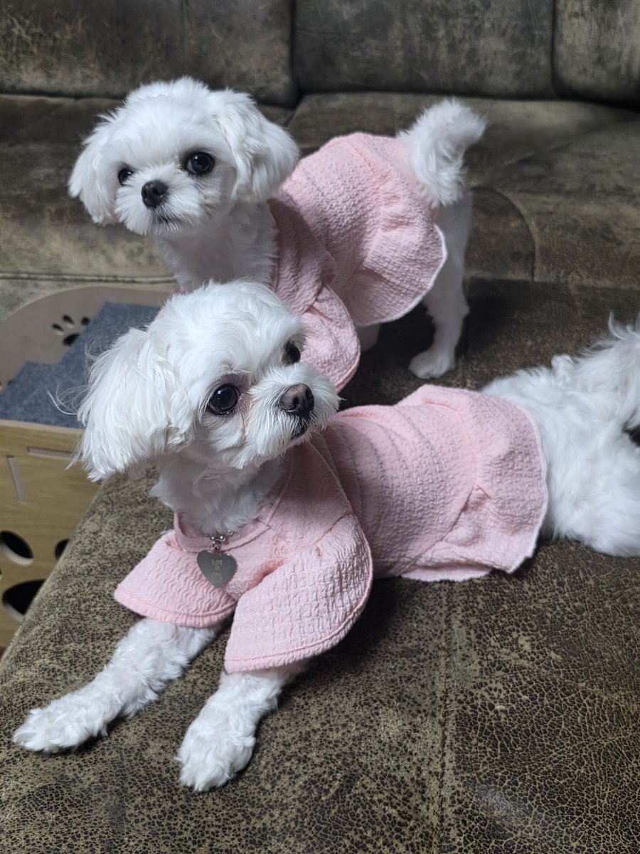 ddongraun's tweet photo. 트친소 붐인 거 같아 짧게 올리는 트친소

25세 남성
053 거주
디그더 대디
귀여운 강쥐 모녀 키우는 중
피드굴렁쇠
미자교류X

예 뭐 짤 많이 쓰고 맨날 월루하는 똥쟁이입니다 나머지는 트친들이 알아서 알티 해주겠지?

맘눌해주시면 찾아가겠읍니다 많관부 https://t.co/jVHDiGWEOr