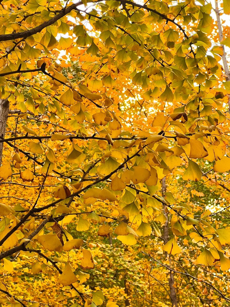 PALKESHKHATRI2's tweet photo. Chilly autumn breeze + golden maple leaves = the perfect weekend vibe ， https://t.co/VF91xlAmbQ