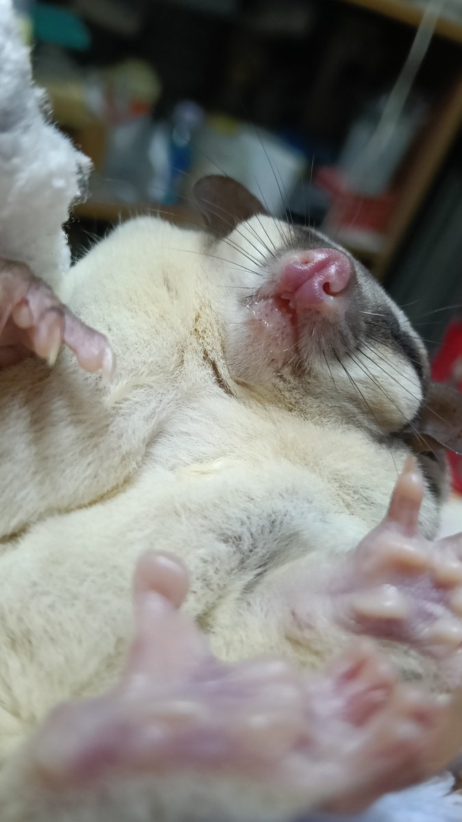 Jim_JC49's tweet photo. 🐶Yuki ท่านอนในวันนี้ มีน้ำลายยืดออกมานิดหน่อย 🤤🤣
#sugarglider #love #socute https://t.co/OUrpduUHmq