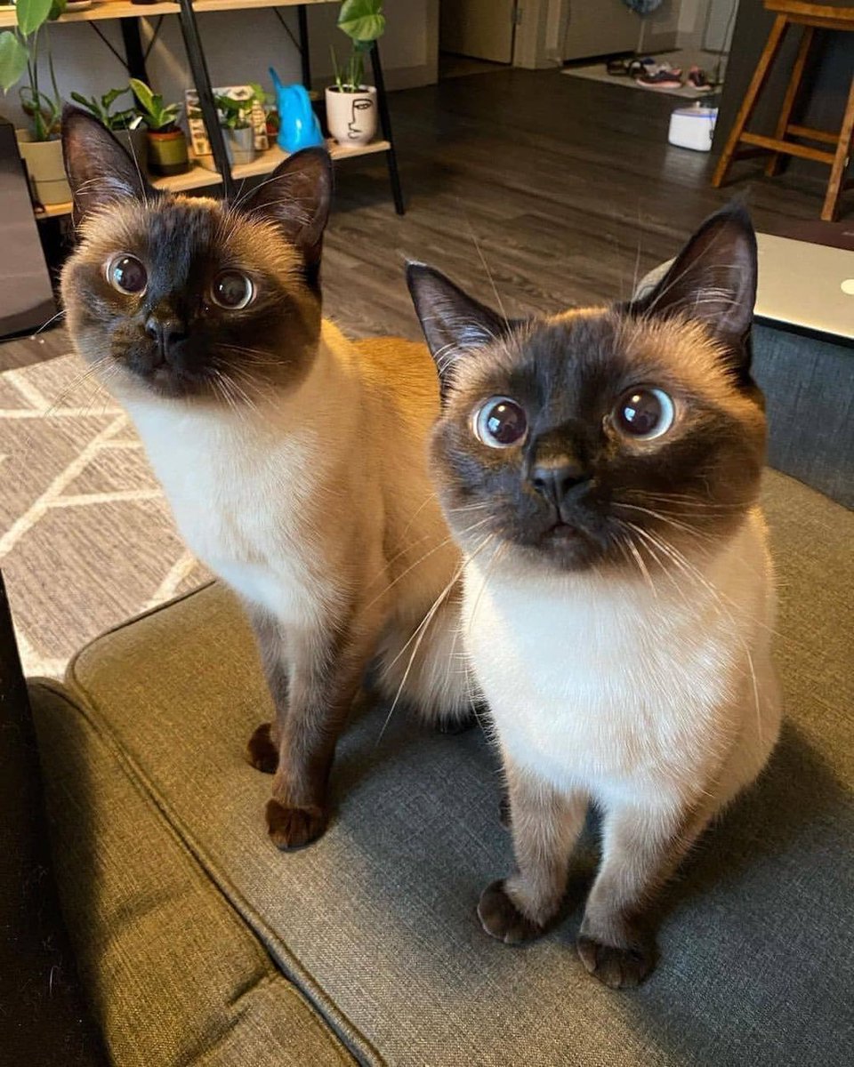 ThePetsX's tweet photo. twins https://t.co/wYeCNnTjbV