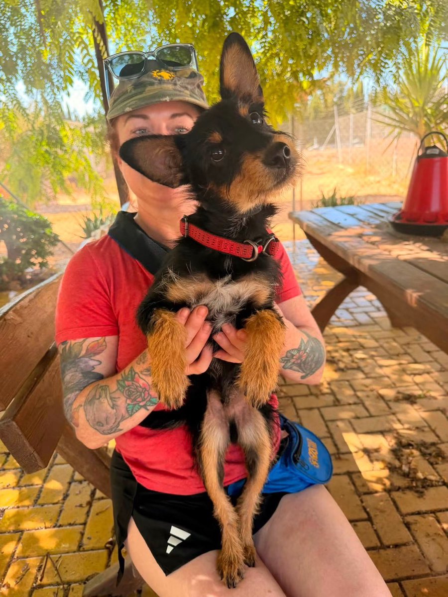 GalgosdelSol's tweet photo. TERRY THE TERRIER 💕
This little pup arrived a few days back. 
He’s around 4mths old and looking for a home. 
For sure he’ll stay small but don’t be fooled… he’s a feisty little one and a love bug 🐛❤️
Plz share 🙏🏻❤️ https://t.co/nC1p5qccSx