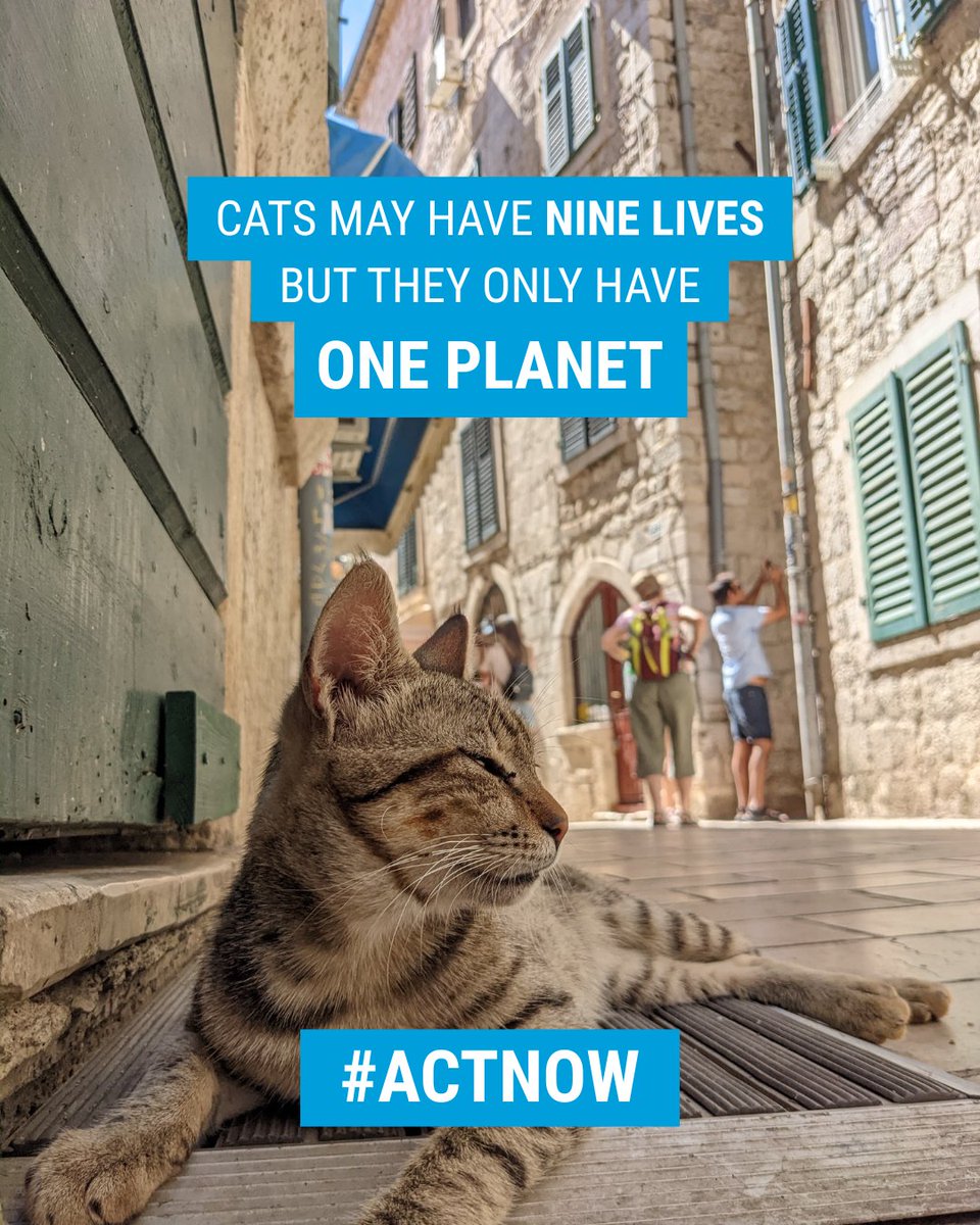 UN_Vienna's tweet photo. Did you know cats can suffer from heatstroke and get sunburn?
Heatwaves don't just affect us - they affect our cats too.
This #InternationalCatDay, take action for a cooler, healthier planet. Learn more on how to #ActNow โก https://t.co/Y8q5EIJUK5 https://t.co/Z07mRLwF8n