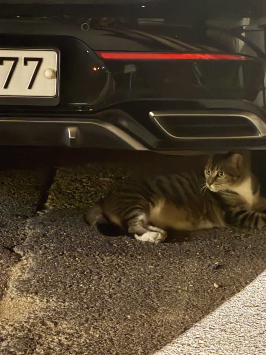 KKEOMTAEZ's tweet photo. i went back to the taesan pop up at hybe only for there to be a real cat that ended up lay on the road i had to chase off 😭😭 https://t.co/3kaD7Sw5TR