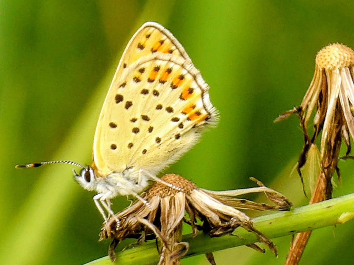 HPaluste's tweet photo. Lycaena tityrus L.
#butterflies #insects #TwitterNature https://t.co/a4r1z6Aw6C