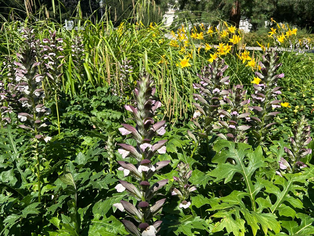 DanicaMacanga's tweet photo. #Acanthus spinosus, also known as spiny bear's breech, is a #perennial herb native to southern Europe. It develops erect, strong flower stalks in midsummer. A view from a city park. #Flowersonx https://t.co/6f4KnhCa29