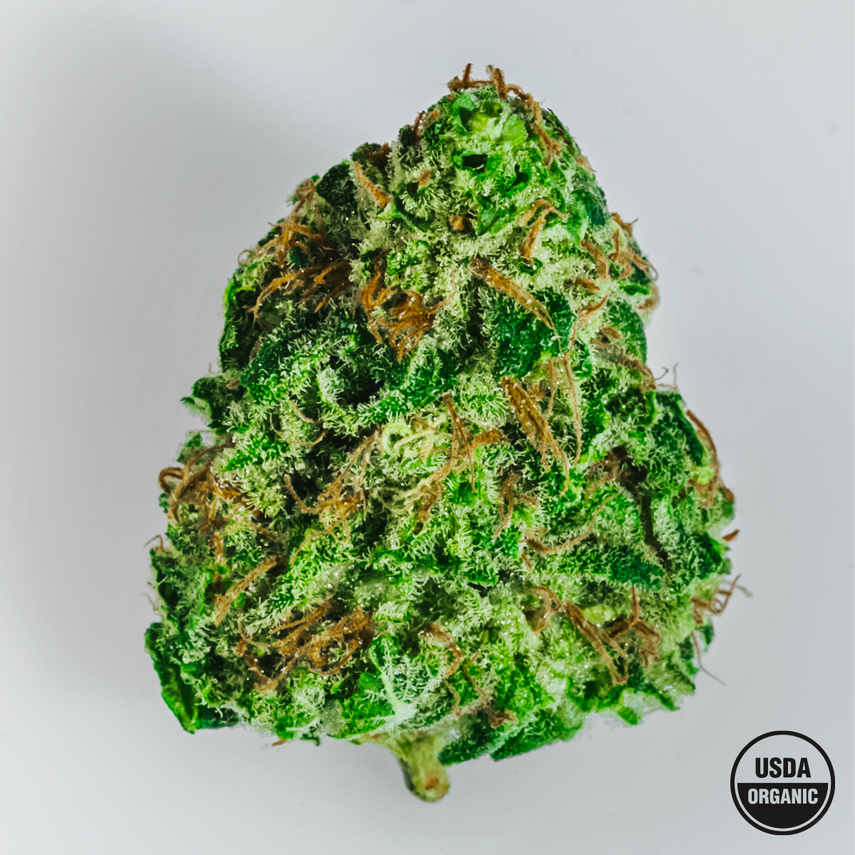 PureRootsB's tweet photo. Headband is HERE! 🌿

Hand-trimmed. Living soil. USDA Certified Organic. Earthy, diesel-forward, and available for a limited release.

#PureRootsBotanicals #Headband #OrganicFlower https://t.co/ynLxw7TWFp