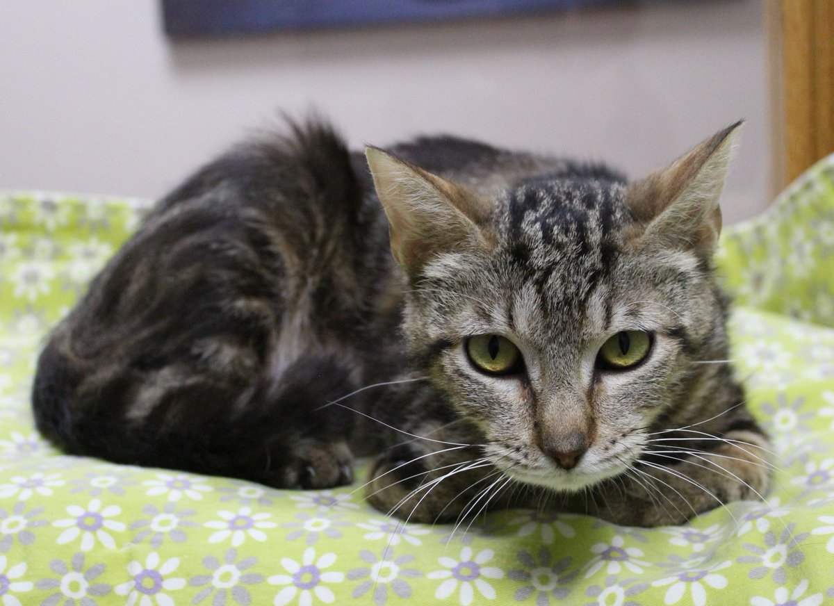ColCoHumaneWI's tweet photo. Lolly 2 year old female 
Apply to adopt at https://t.co/DyD6rLTVjn
#Tabby  #adoptdontshop https://t.co/Iogi67TOqd