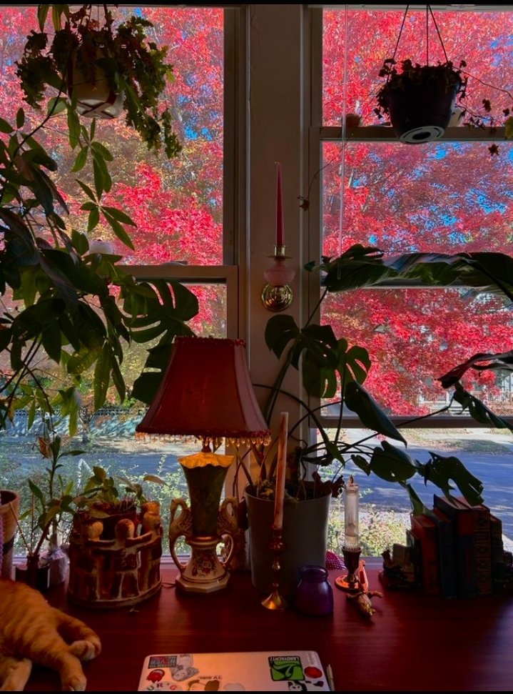 Ifanyima's tweet photo. the tree outside my room makes my whole room look pink https://t.co/ZkRcuhROHU
