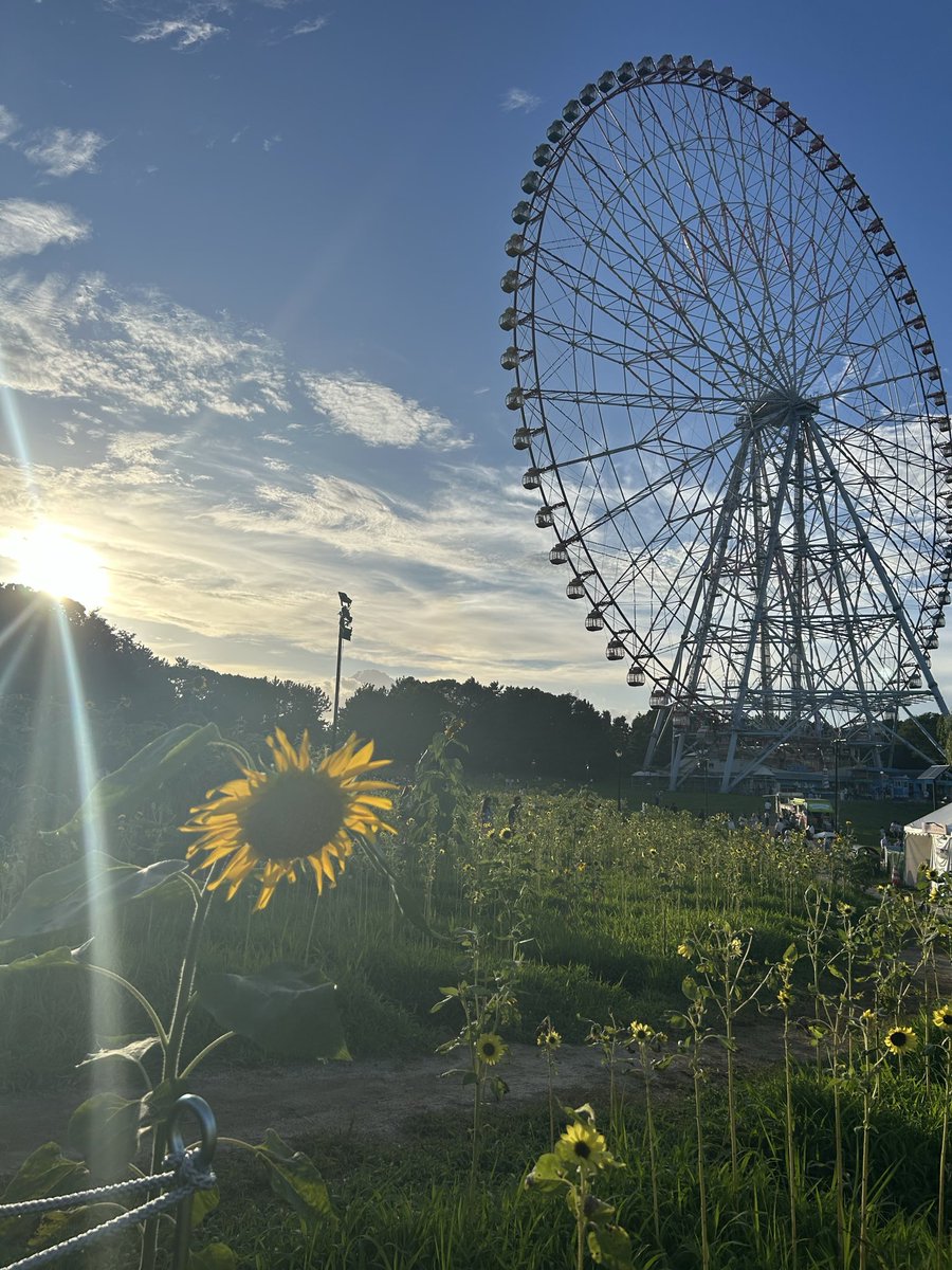 motsu93's tweet photo. ひまわりまだギリ見れました☺︎
#葛西臨海公園 https://t.co/TwAg7PBVEr