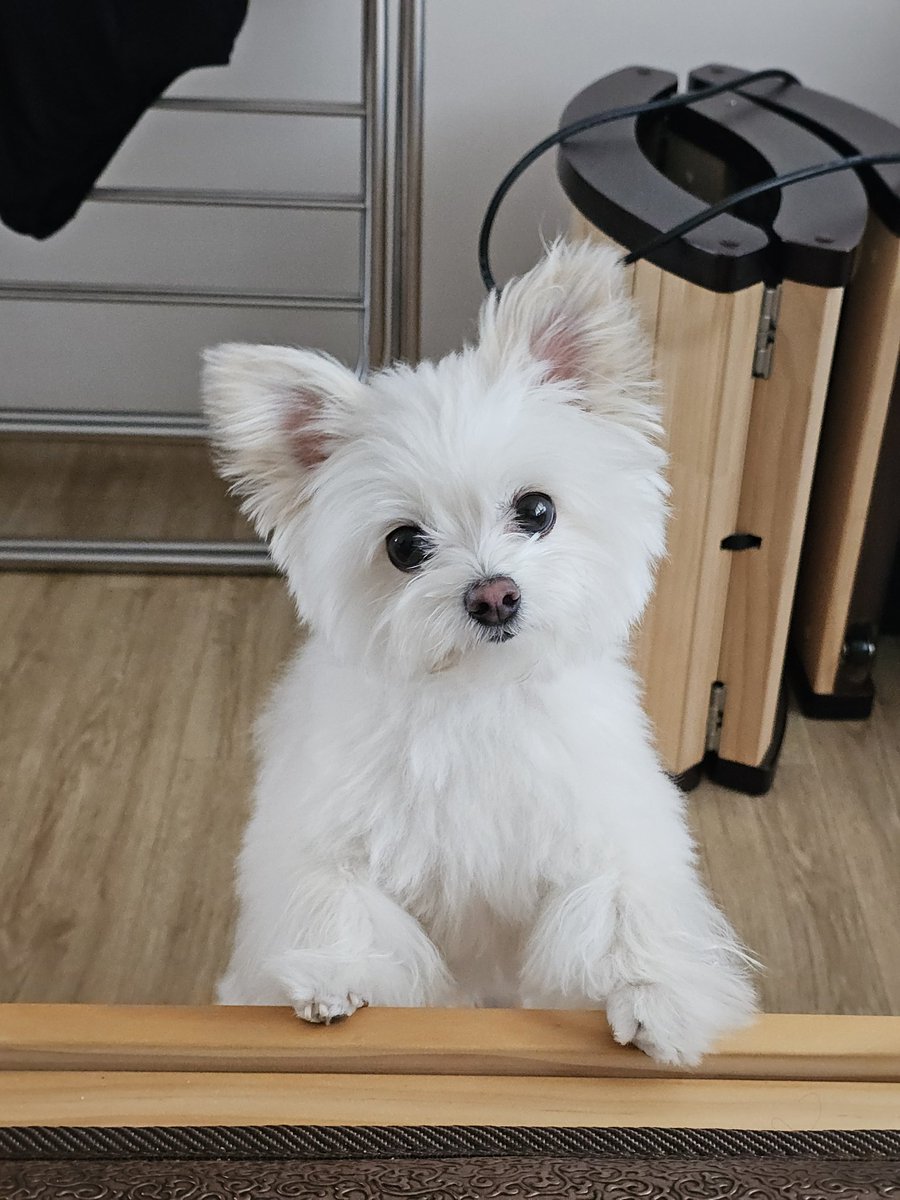 ssalpowder's tweet photo. 그릏게 본다고 내가 널 올려 주겟ㄴ... 지 https://t.co/CAxa6ysxcF