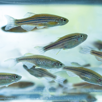 MSUNatSci's tweet photo. Researchers at @michiganstateu have developed a powerful new tool that allows them to investigate one of #regenerative biology’s biggest questions.  Why can zebrafish regenerate damaged gut nerves while humans largely cannot?

Read more: https://t.co/uTbc0tj3ql https://t.co/iaYV9jBgSc