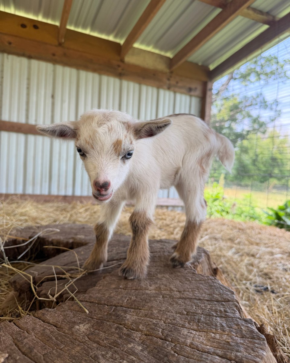 NorthernVAMag's tweet photo. If cuddling baby goats isn't on your summer bucket list... it should be. 🐐✨
📸 by Caroline Bennis
#BabyGoats #FamilyActivities #NorthernVirginia #FarmLife #NoVAFun https://t.co/hjH5VWvjWj