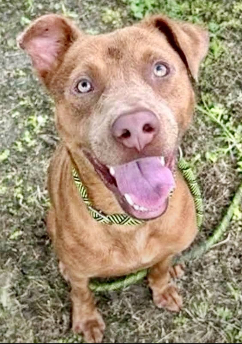 LeporidaeCheryl's tweet photo. Bright, BRILLIANT eyes like twin DIAMONDS‼️
Let her precious personality
💫SPARKLE 💫 in your Life‼️
So Smart with SO MUCH to Offer.
#A387850
‼️FREYA, with her little 💗 Pink, Heart-Shaped nose!
She's staring RIGHT into our faces, trying to touch our Souls with hers.
She's PURE & innocent.😇
Please don't let this GLORIOUS little angel 🪽die at the hands of an incompetent , corrupt system.
😢😢😢😢😢😢😢😢😢
She's at #CorpusChristiACS.
Pledge for her Rescue or Foster or Adopt her.
IT'S HER ONLY HOPE ‼️