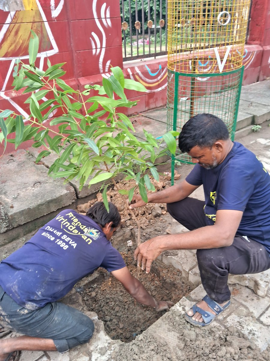 FVrindavan's tweet photo. Something beautiful is happening in Braj. People are no longer just appreciating tree plantation efforts; they are calling us and asking for trees to be planted in their own neighbourhoods. 
One tree at a time. One neighbourhood at a time. Let’s make Vrindavan greener together https://t.co/kpJH5HfTZS