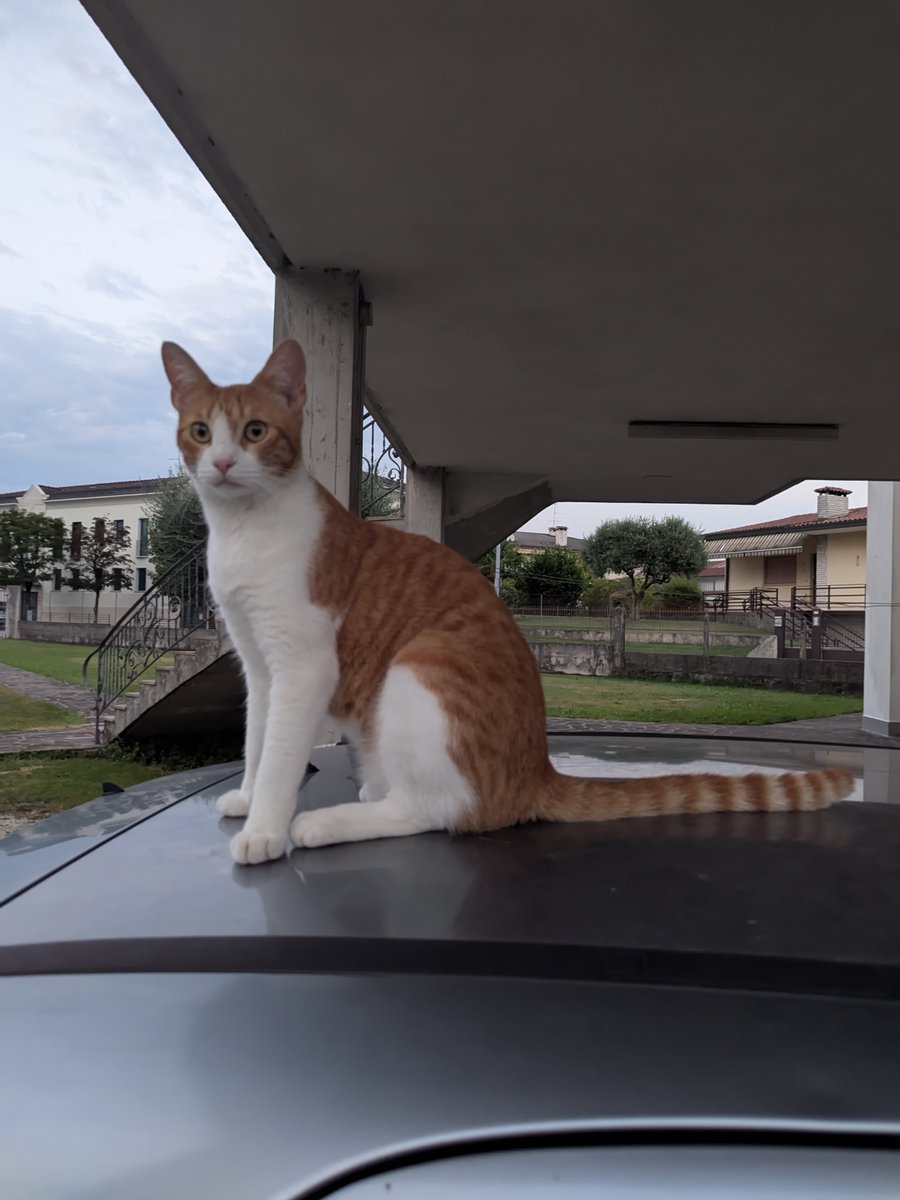 Noninfluente's tweet photo. #cat #redandwhite https://t.co/6wUkfdBMCE