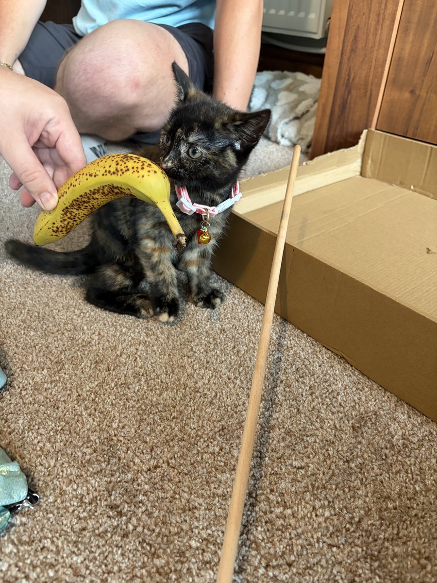 mannerscost0's tweet photo. Oh my days my new grand fur baby is adorable 🥰 and is literally not much bigger than a banana! https://t.co/f5MNSaEJur