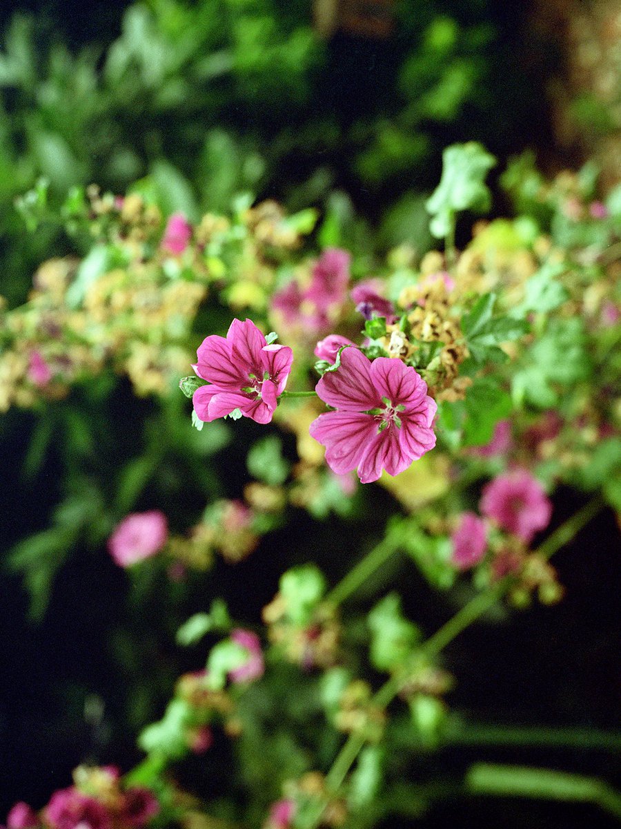 Darkside_photo_'s tweet photo. Suzy's flowers
.
📸Bronica etrs
🎞Kodak Gold 200
.
.
Wild and growing
.
.
#kodakgold #filmislife #filmphotography #flowers #colourfilm https://t.co/8tylpPKN39
