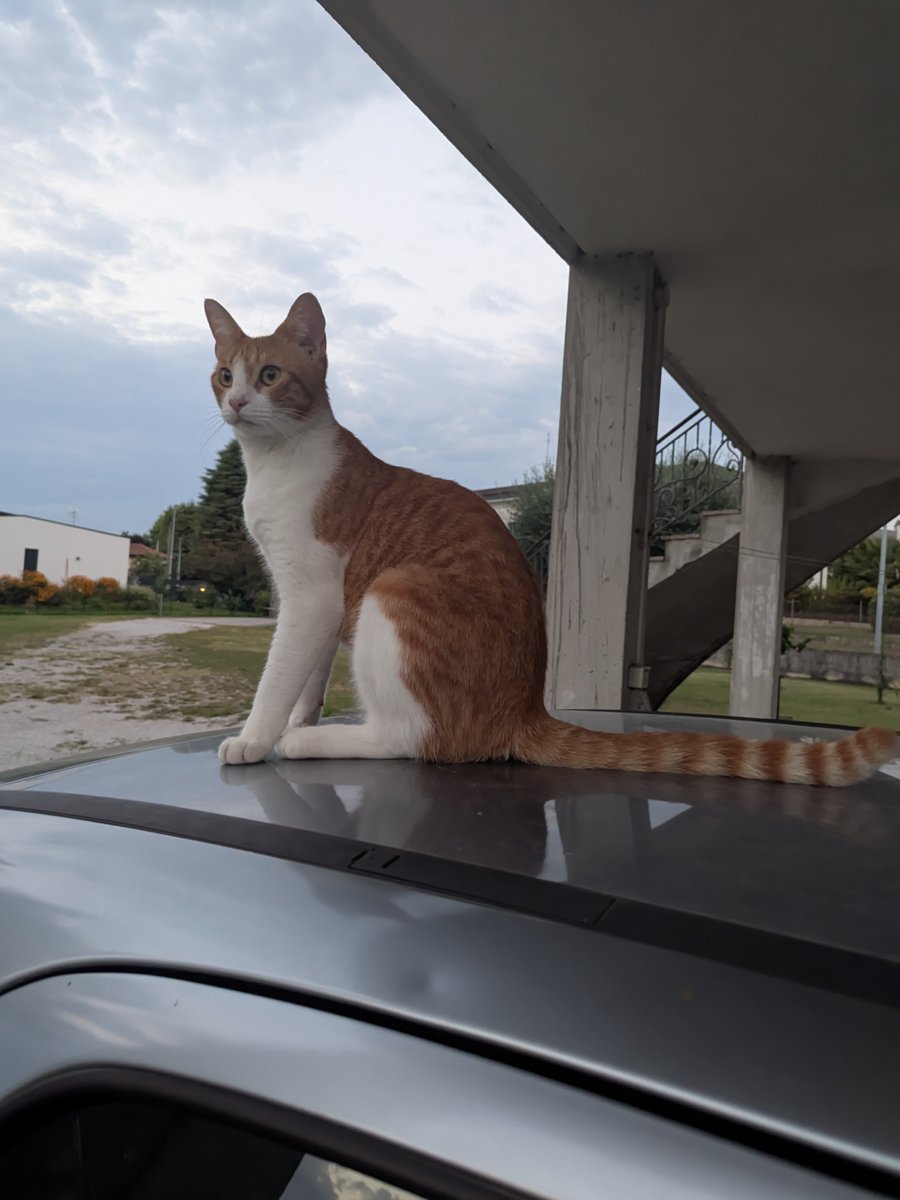 Noninfluente's tweet photo. #cat #redandwhite https://t.co/6wUkfdBMCE