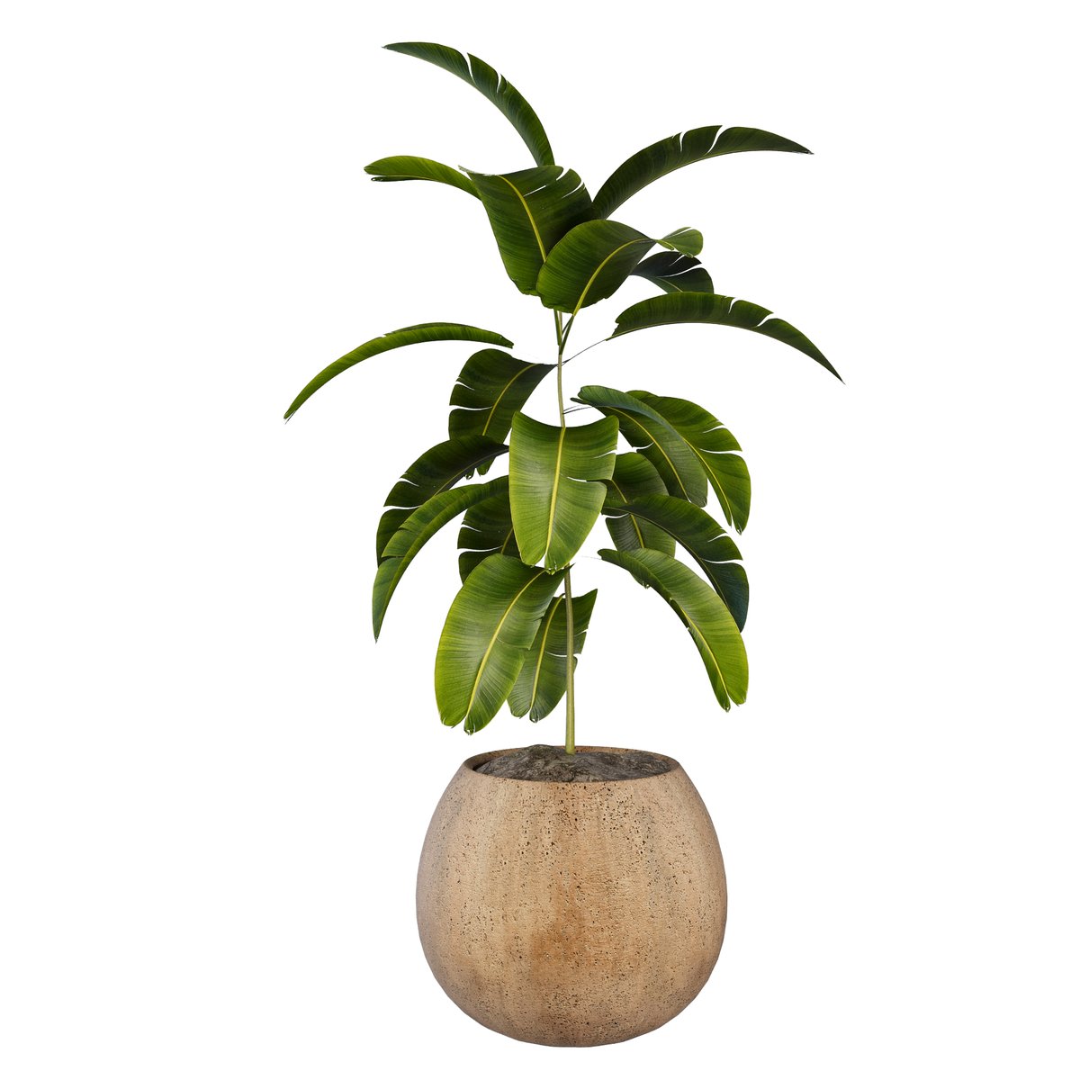 foad3ds's tweet photo. plant modeling in speed tree and 3dsmax

#plant#speedtree#3dsmax https://t.co/7k3Xtz9zot