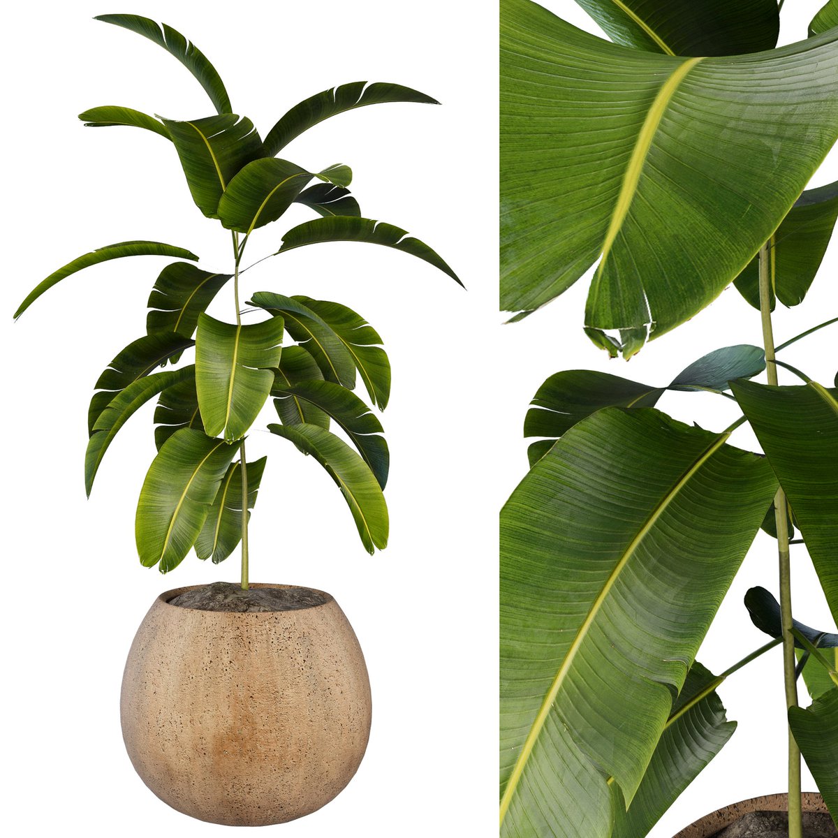 foad3ds's tweet photo. plant modeling in speed tree and 3dsmax

#plant#speedtree#3dsmax https://t.co/7k3Xtz9zot