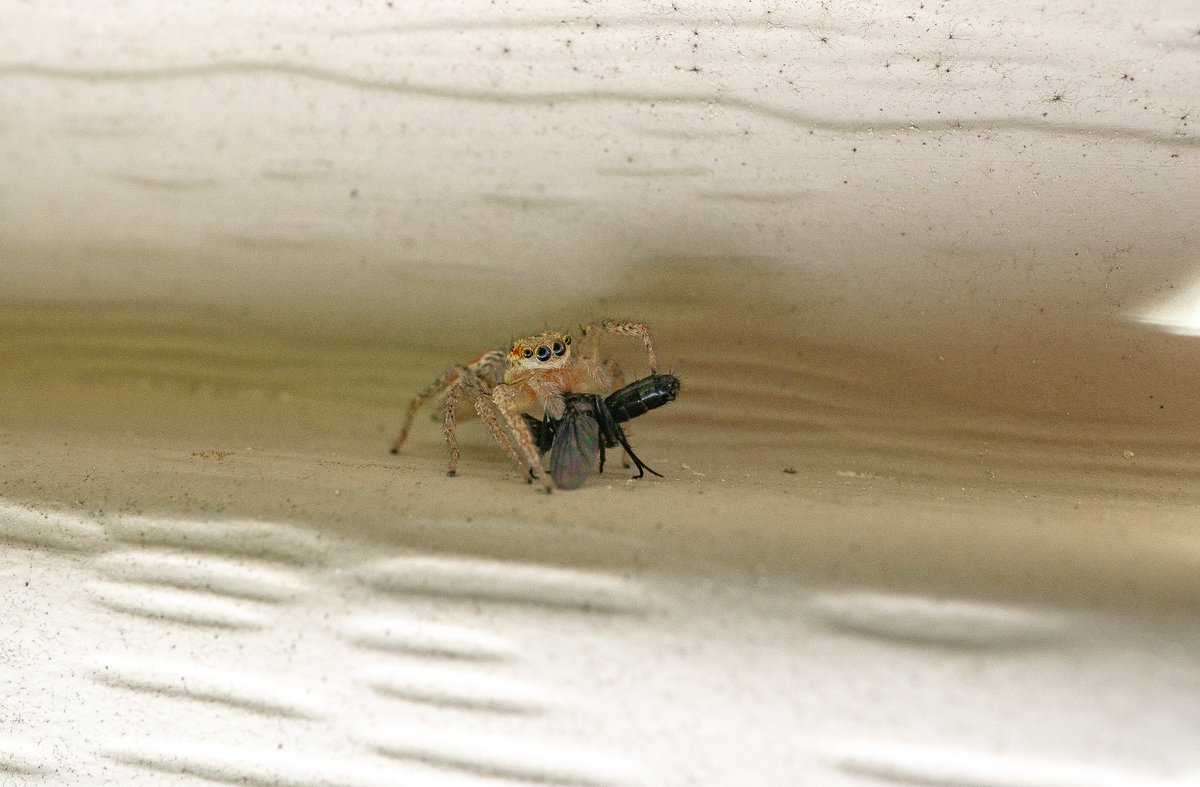 XmxHowes's tweet photo. I love these little jumpers, so cute!! Available https://t.co/OYToueP7RM
#wallartforsale #wallart #gifts #giftideas #macro #closeup #Spidereatingbug #naturephotography #prints #eyes #JumpingSpidereatingfly #predator #bug #insect #bugs #insects #spider https://t.co/yEKkV1rjBB