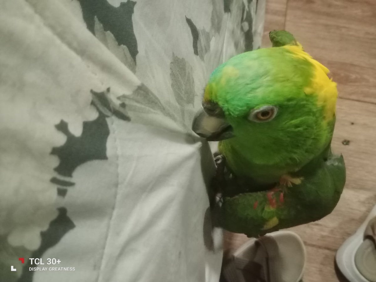 lyssitta's tweet photo. Servicio social ✅️ 
#sebusca ‼️
#extravíada 🆘️

🚨🦜 SE BUSCA LORA PERDIDA "RIKI" 🦜🚨

Se ha extraviado nuestra querida lora "Riki", una lora verde de pecho amarillo, el día martes, entre las 5:00 a.m. y 9:00 a.m., en la Avenida Sierra Nevada, Miramonte Casa #618, San Salvador.

🦜 Características de Riki:
Color verde
Pecho amarillo
Responde al nombre de Riki
Hace silbidos constantemente
Dice: "R con R cigarro"
Imita el sonido de un perro

💔 Riki es parte de nuestra familia y ha acompañado a su dueña durante muchos años. Su dueña es una persona de la tercera edad y, debido a la pérdida de su querida mascota, se encuentra muy delicada de salud y profundamente afectada emocionalmente.

💰 SE OFRECE RECOMPENSA Por cualquier información que ayude a localizar a Riki o conocer su paradero.

🙏 Si la has visto, escuchado o tienes cualquier información, por favor comunícate con nosotros de inmediato.

Ayúdanos compartiendo esta publicación. Riki no es solo una mascota, es un miembro muy querido de nuestra familia. ❤️🦜

¡Esperamos encontrarla pronto y que regrese sana y salva a casa! 🏡❤️
Tel:79864757