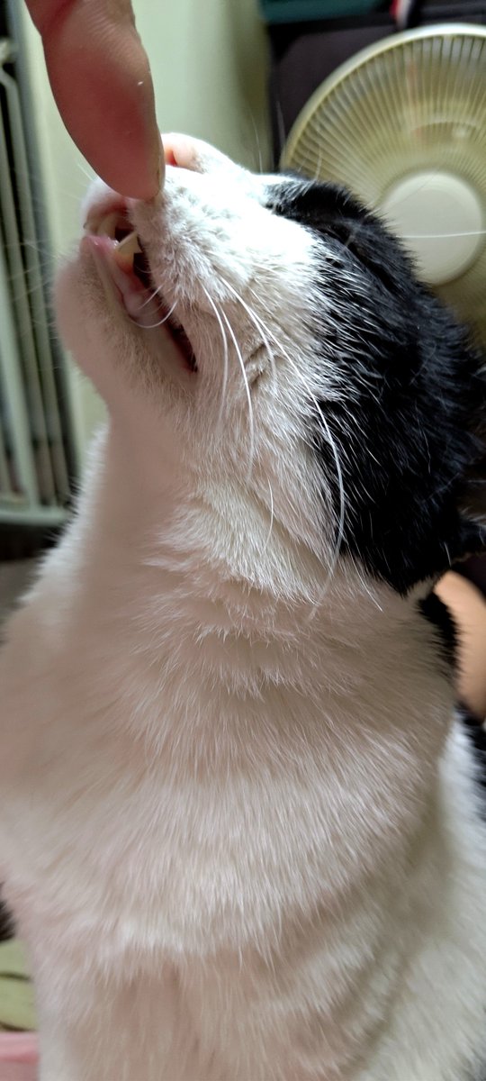 ryuki0083's tweet photo. レンくんが5歳になりました😊#猫 #猫のいる暮らし #ねこ https://t.co/aPs1jwLOC9