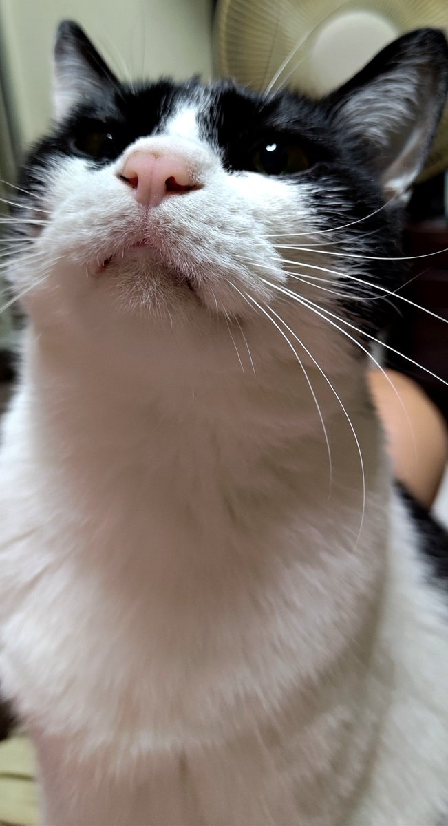 ryuki0083's tweet photo. レンくんが5歳になりました😊#猫 #猫のいる暮らし #ねこ https://t.co/aPs1jwLOC9