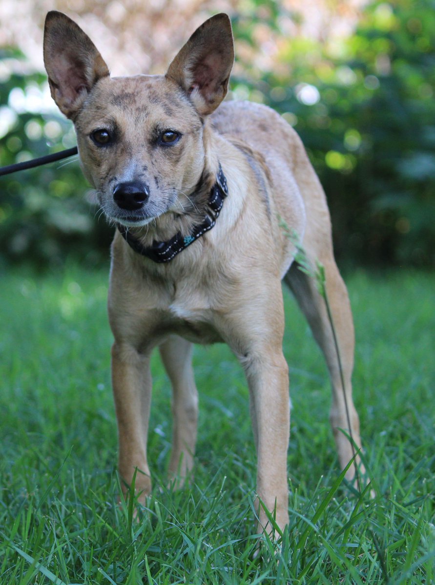 ColCoHumaneWI's tweet photo. Trixie  Pomeranian/Chihuahua/Rat Terrier/Australian Cattle Dog mix  female 6 1/2 months Apply to adopt at https://t.co/DyD6rLTVjn DATCP License #266742-DS https://t.co/g2ueuppHBL